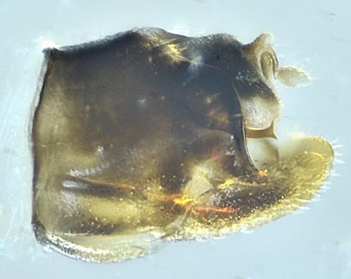 Anaceratagallia ribauti